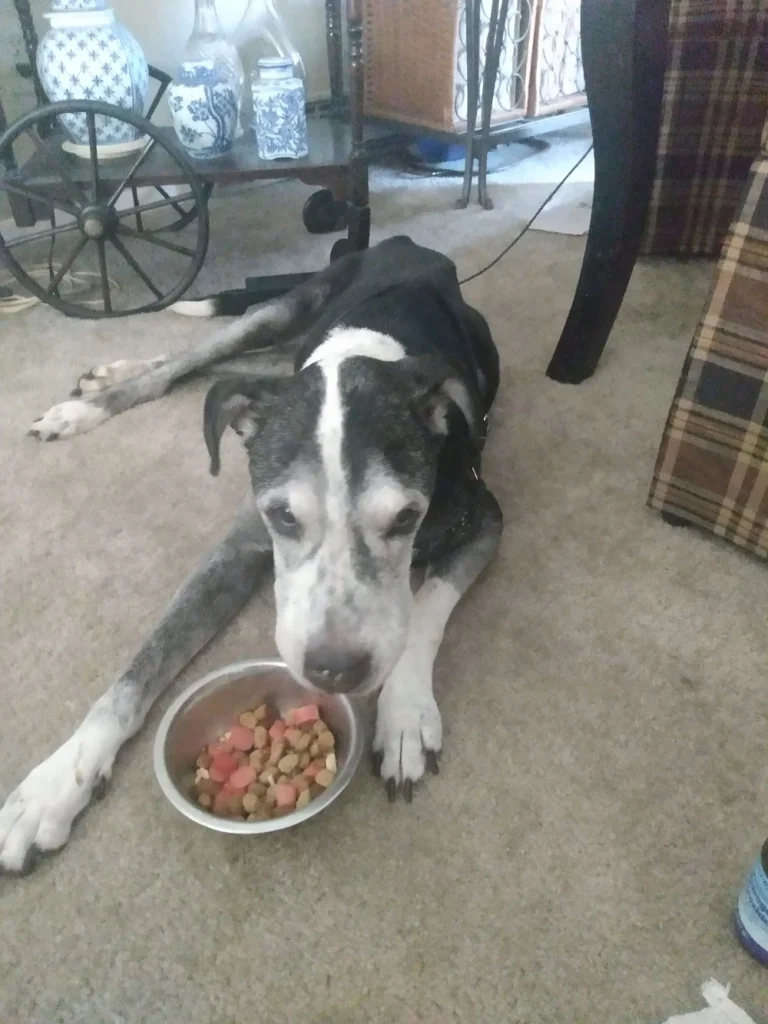 Western Skies Veterinary - In Home Pet Euthanasia|Memorials