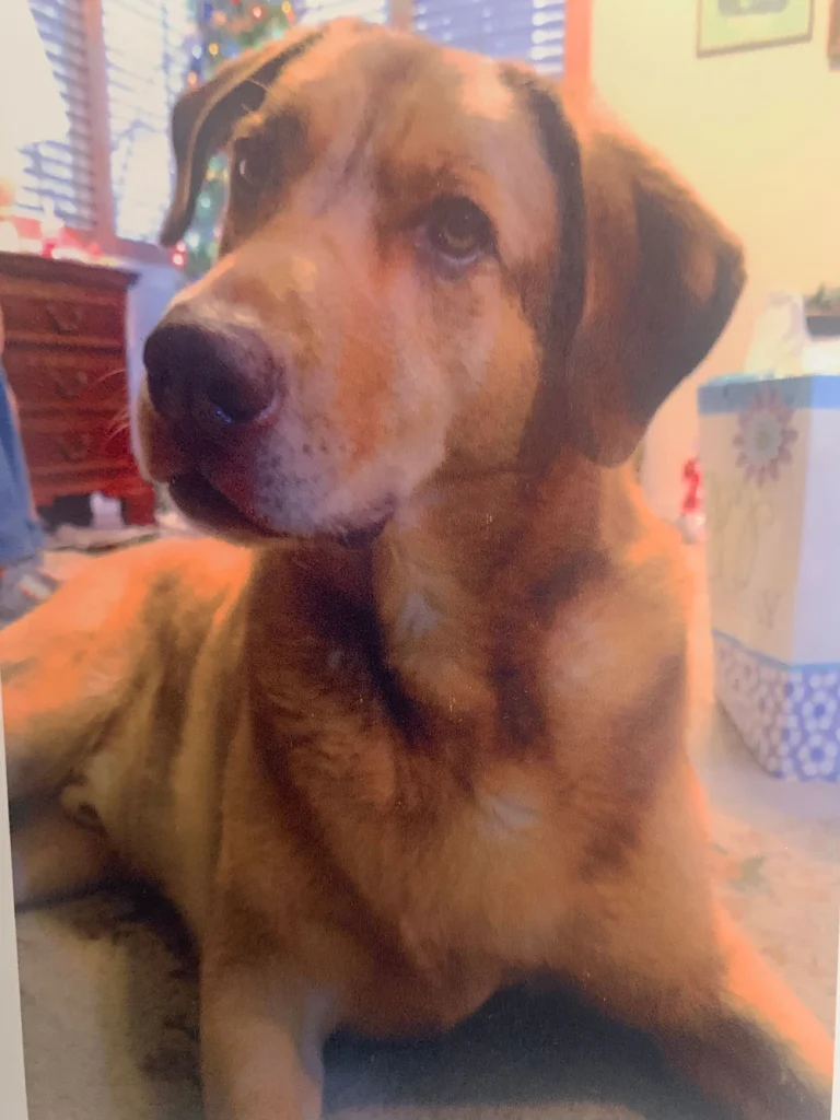 Western Skies Veterinary - In Home Pet Euthanasia|Memorials