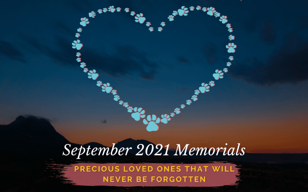 Western Skies Veterinary - In Home Pet Euthanasia | Memorials Archive