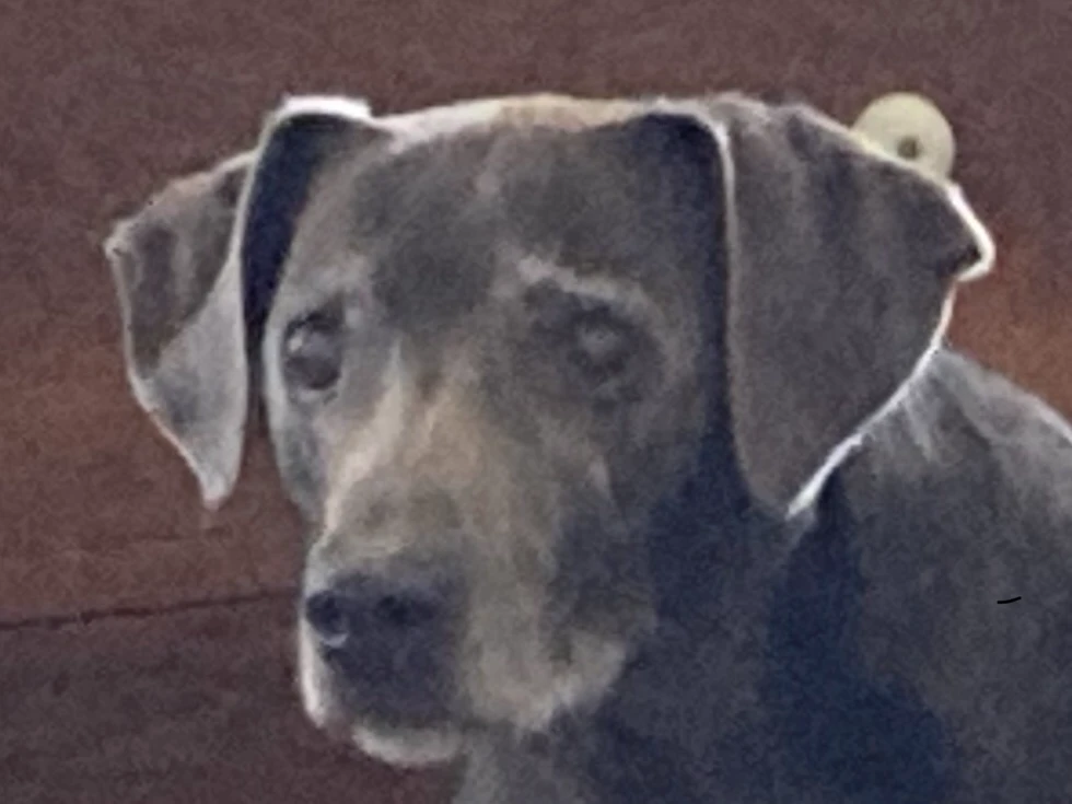 Western Skies Veterinary - In Home Pet Euthanasia|Memorials