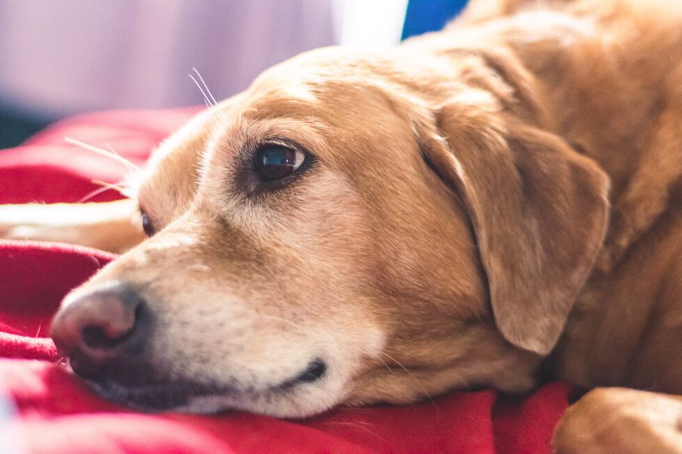 Western Skies Veterinary - In Home Pet Euthanasia | Blog