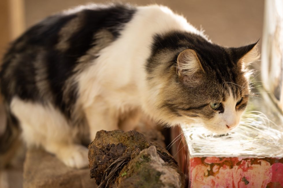 Western Skies Veterinary - In Home Pet Euthanasia | Blog