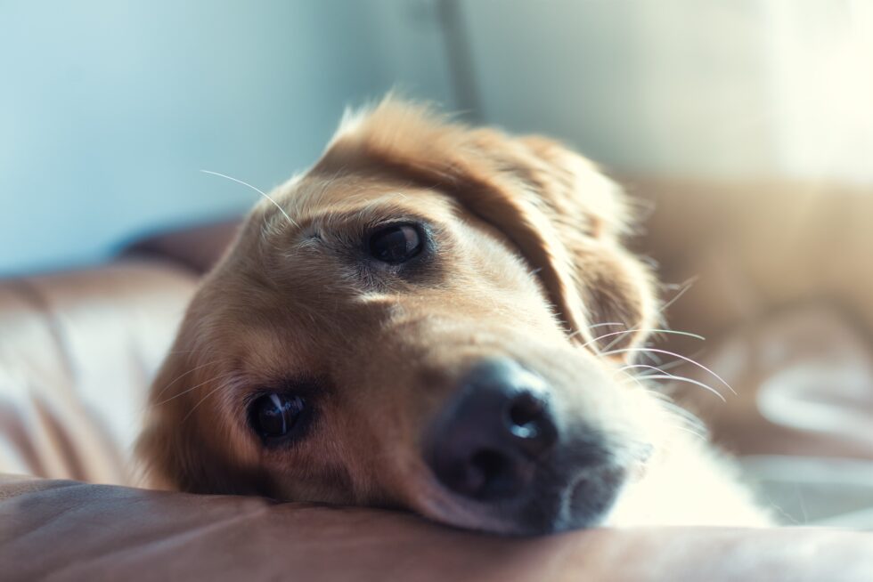 Western Skies Veterinary - In Home Pet Euthanasia | Blog