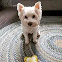 Western Skies Veterinary - In Home Pet Euthanasia | Testimonials Western Skies Veterinary - In Home Pet Euthanasia | Testimonials