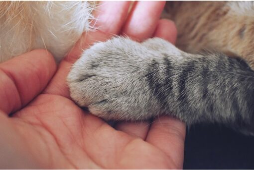 Western Skies Veterinary - In Home Pet Euthanasia | Blog