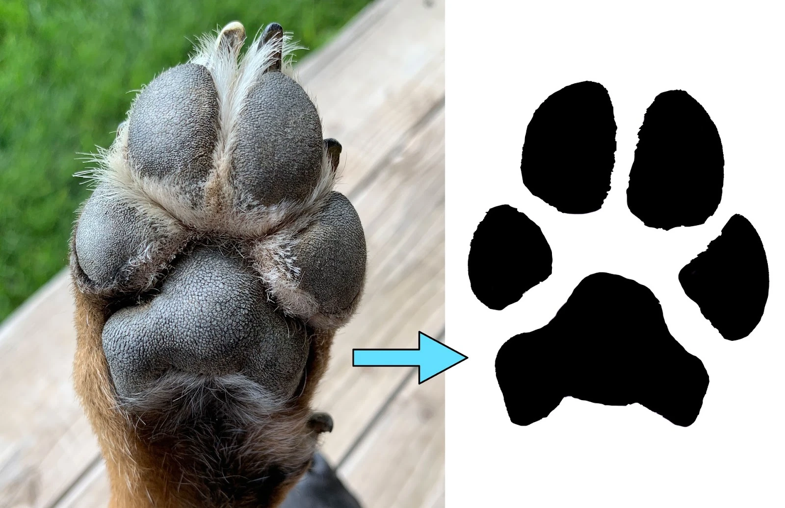 <b>Digital Paw Print* <br>$30<br> *Digital keepsakes are limited to a maximum quantity of 1</b>