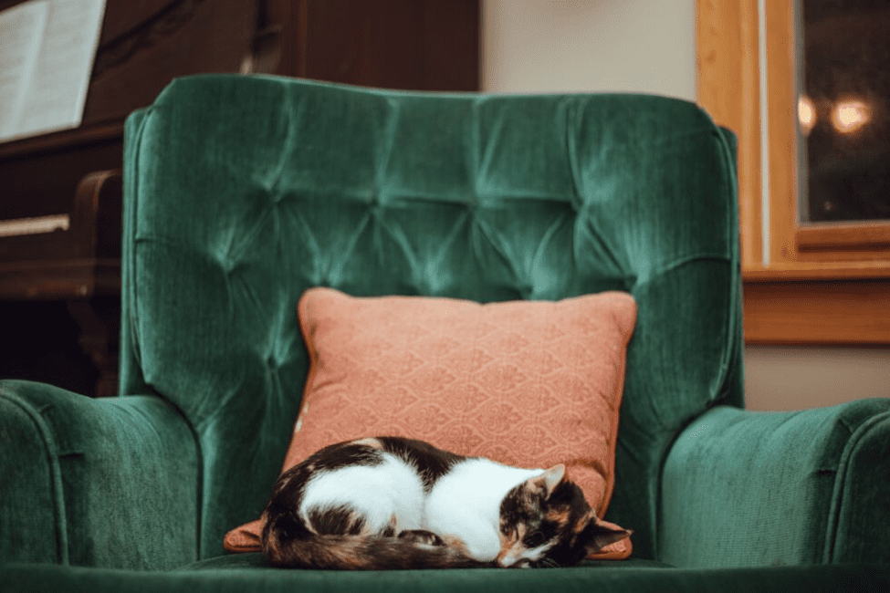 In-Home Euthanasia Services