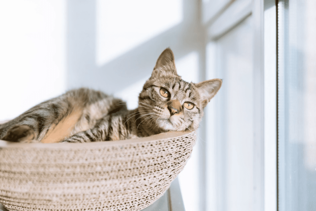 pet euthanasia