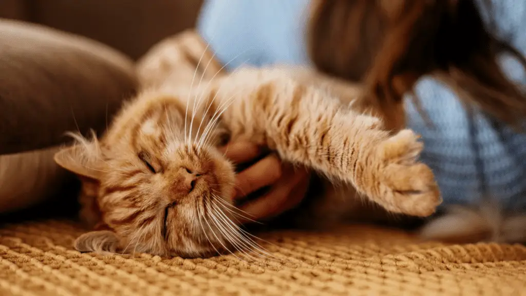 in-home pet euthanasia